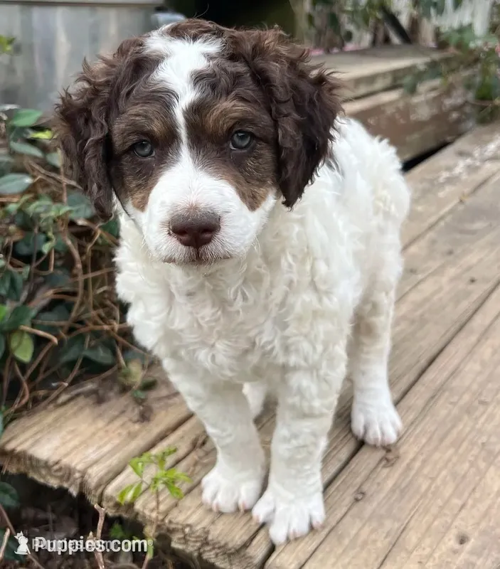 Happy – Miniature Aussiedoodle puppy for sale in Lone Oak, TX