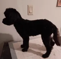 Teddy, a male Aussiedoodle and Poodle - Miniature  for sale in Lone Oak, TX – 5 of 5