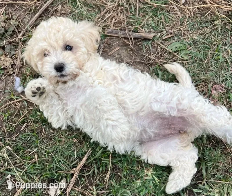 Sugar – Aussiedoodle, Poodle - Miniature  puppy for sale in Lone Oak, TX