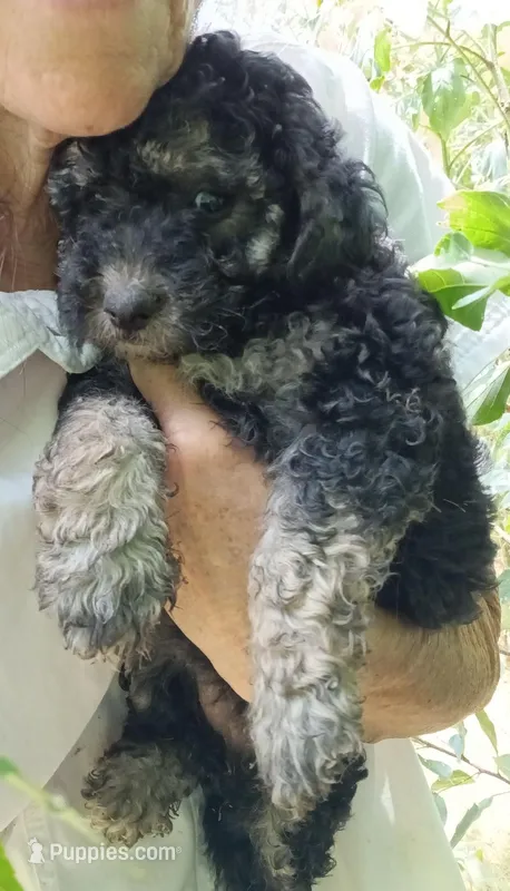 Comfy-doodle – Miniature Goldendoodle puppy for sale in Lone Oak, TX