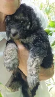 Comfy-doodle, a female Miniature Goldendoodle for sale in Lone Oak, TX – 1 of 1
