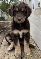 Jules, a female Aussiedoodle for sale in Lone Oak, TX – 4 of 4