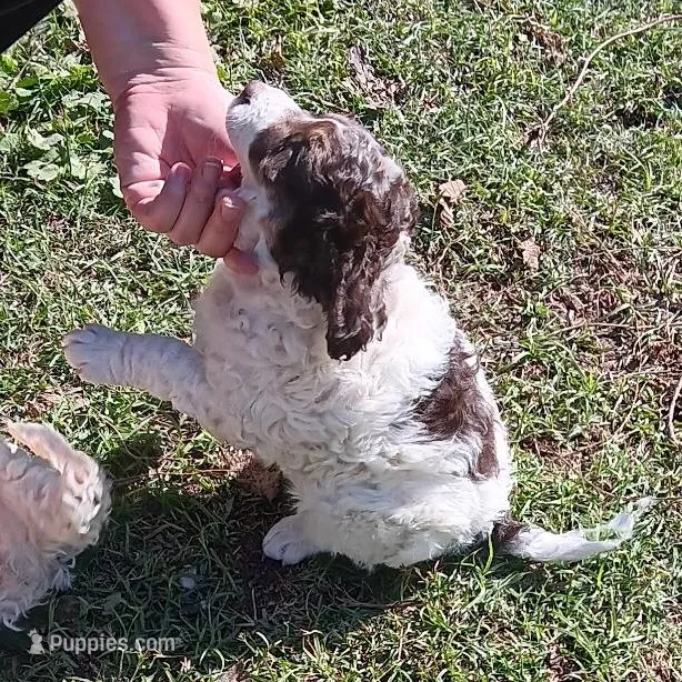 Happy – Aussiedoodle, Poodle - Miniature  puppy for sale in Lone Oak, TX