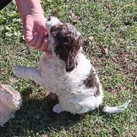 Happy, a male Aussiedoodle and Poodle - Miniature  for sale in Lone Oak, TX – 1 of 2