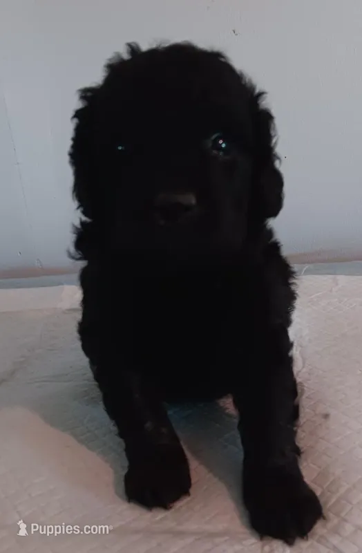 Sophie – German Shepherd Dog, Double Doodle puppy for sale in Lone Oak, TX