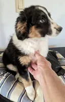 Truly-Mini, a female Miniature Aussiedoodle for sale in Lone Oak, TX – Photo 5 of 8