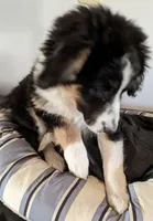 Truly-Mini, a female Miniature Aussiedoodle for sale in Lone Oak, TX – Photo 6 of 8