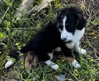 Truly-Mini, a female Miniature Aussiedoodle for sale in Lone Oak, TX – Photo 3 of 8