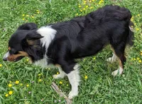 Truly-Mini, a female Miniature Aussiedoodle for sale in Lone Oak, TX – Photo 7 of 8