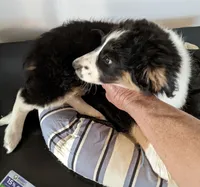 Truly-Mini, a female Miniature Aussiedoodle for sale in Lone Oak, TX – Photo 4 of 8