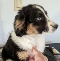 Truly-Mini, a female Miniature Aussiedoodle for sale in Lone Oak, TX – Photo 1 of 8