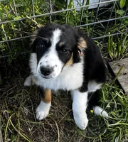 Truly-Mini, a female Miniature Aussiedoodle for sale in Lone Oak, TX – Photo 2 of 8