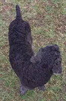 Truly-Mini, a female Miniature Aussiedoodle for sale in Lone Oak, TX – Photo 8 of 8