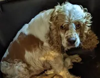 Cammo, a male Cockapoo and Poodle - Miniature  for sale in Lone Oak, TX – Photo 5 of 5