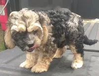 Cammo, a male Cockapoo and Poodle - Miniature  for sale in Lone Oak, TX – Photo 1 of 5