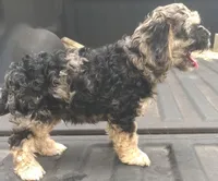 Cammo, a male Cockapoo and Poodle - Miniature  for sale in Lone Oak, TX – Photo 3 of 5