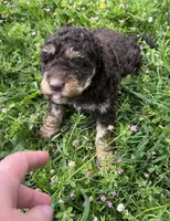 Baby-girl, a female Miniature Aussiedoodle for sale in Lone Oak, TX – 2 of 4