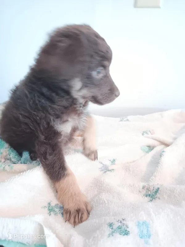 Rocky-toy – Miniature Aussiedoodle puppy for sale in Lone Oak, TX
