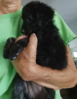 Sophie, a female Shepadoodle and Double Doodle for sale in Lone Oak, TX – 4 of 4