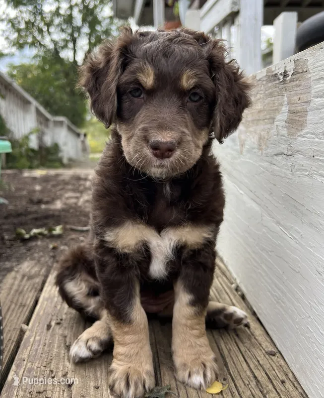 Jules – Aussiedoodle puppy for sale in Lone Oak, TX
