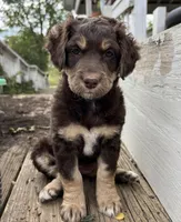 Jules, a female Aussiedoodle for sale in Lone Oak, TX – 1 of 4