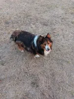 Skye, a female Shetland Sheepdog for sale in Lone Oak, TX – 2 of 3