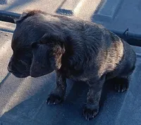Cowboy, a male Poodle - Miniature  and Westiepoo for sale in Lone Oak, TX – Photo 2 of 2