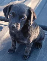 Cowboy, a male Poodle - Miniature  and Westiepoo for sale in Lone Oak, TX – Photo 1 of 2