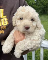 Styles, a male Miniature Aussiedoodle for sale in Lone Oak, TX – 1 of 2