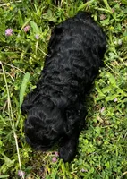 Shadow, a male Cockapoo for sale in Lone Oak, TX – Photo 4 of 6