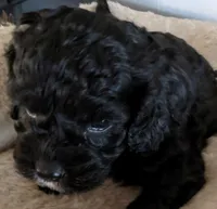 Shadow, a male Cockapoo for sale in Lone Oak, TX – Photo 1 of 6