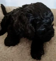 Shadow, a male Cockapoo for sale in Lone Oak, TX – Photo 2 of 6