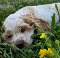 Shadow, a male Cockapoo for sale in Lone Oak, TX – Photo 5 of 6