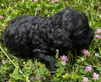 Shadow, a male Cockapoo for sale in Lone Oak, TX – Photo 3 of 6