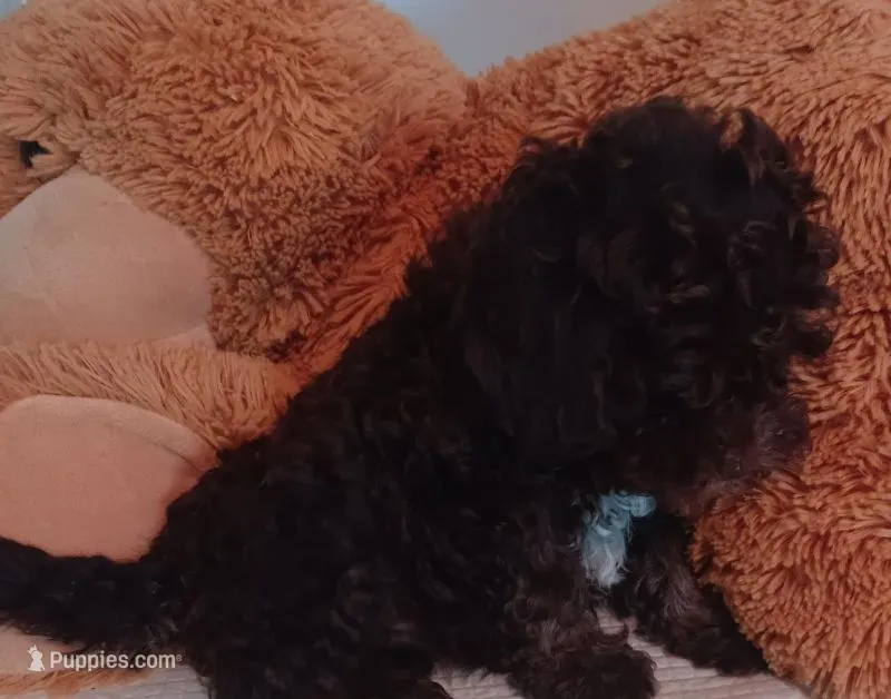 Brownie – Double Doodle, Westiepoo puppy for sale in Lone Oak, TX