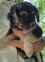 Sable, a female Double Doodle for sale in Lone Oak, TX – 3 of 3