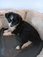 Lil'bit TOY, a female Poodle - Miniature  and Miniature Aussiedoodle for sale in Lone Oak, TX – Photo 1 of 4