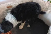 Lil'bit TOY, a female Poodle - Miniature  and Miniature Aussiedoodle for sale in Lone Oak, TX – Photo 4 of 4