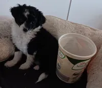 Lil'bit TOY, a female Poodle - Miniature  and Miniature Aussiedoodle for sale in Lone Oak, TX – Photo 2 of 4