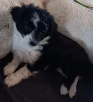 Lil'bit TOY, a female Poodle - Miniature  and Miniature Aussiedoodle for sale in Lone Oak, TX – Photo 3 of 4