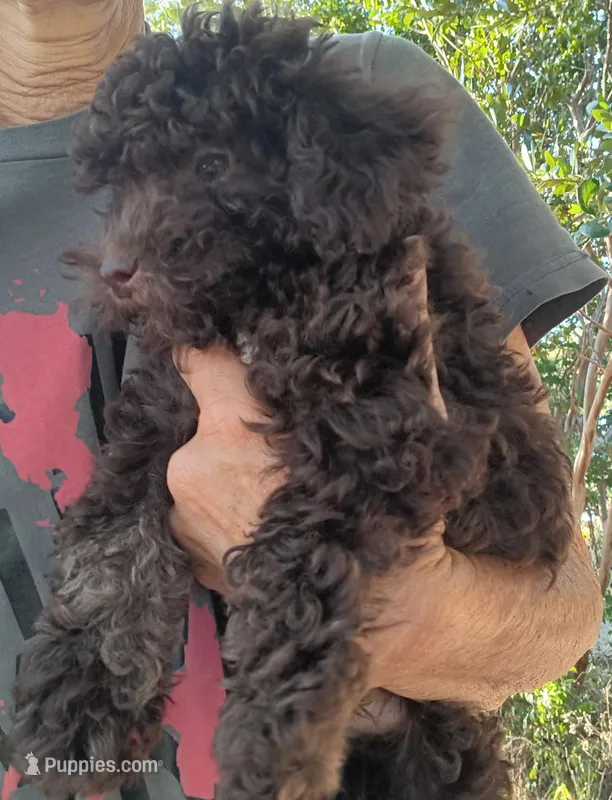 Brownie – Double Doodle, Westiepoo puppy for sale in Lone Oak, TX