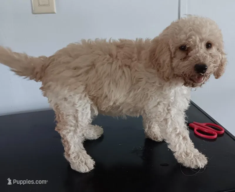 Champ – Poodle - Miniature  puppy for sale in Lone Oak, TX