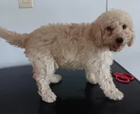 Champ, a male Poodle - Miniature  for sale in Lone Oak, TX – 1 of 3