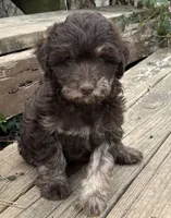 Brownie, a male Aussiedoodle and Poodle - Miniature  for sale in Lone Oak, TX – 3 of 5