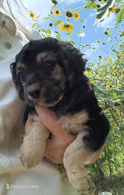 Sable – Double Doodle puppy for sale in Lone Oak, TX