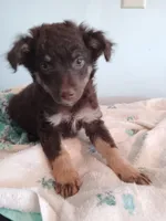 Rocky-toy, a male Miniature Aussiedoodle for sale in Lone Oak, TX – 3 of 4