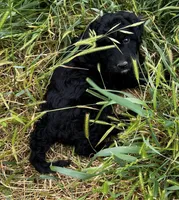 Shadow - Mini, a male Miniature Goldendoodle for sale in Lone Oak, TX – Photo 4 of 5