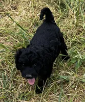 Shadow - Mini, a male Miniature Goldendoodle for sale in Lone Oak, TX – Photo 2 of 5