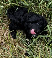 Shadow - Mini, a male Miniature Goldendoodle for sale in Lone Oak, TX – Photo 3 of 5