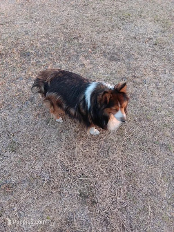 Skye – Shetland Sheepdog puppy for sale in Lone Oak, TX